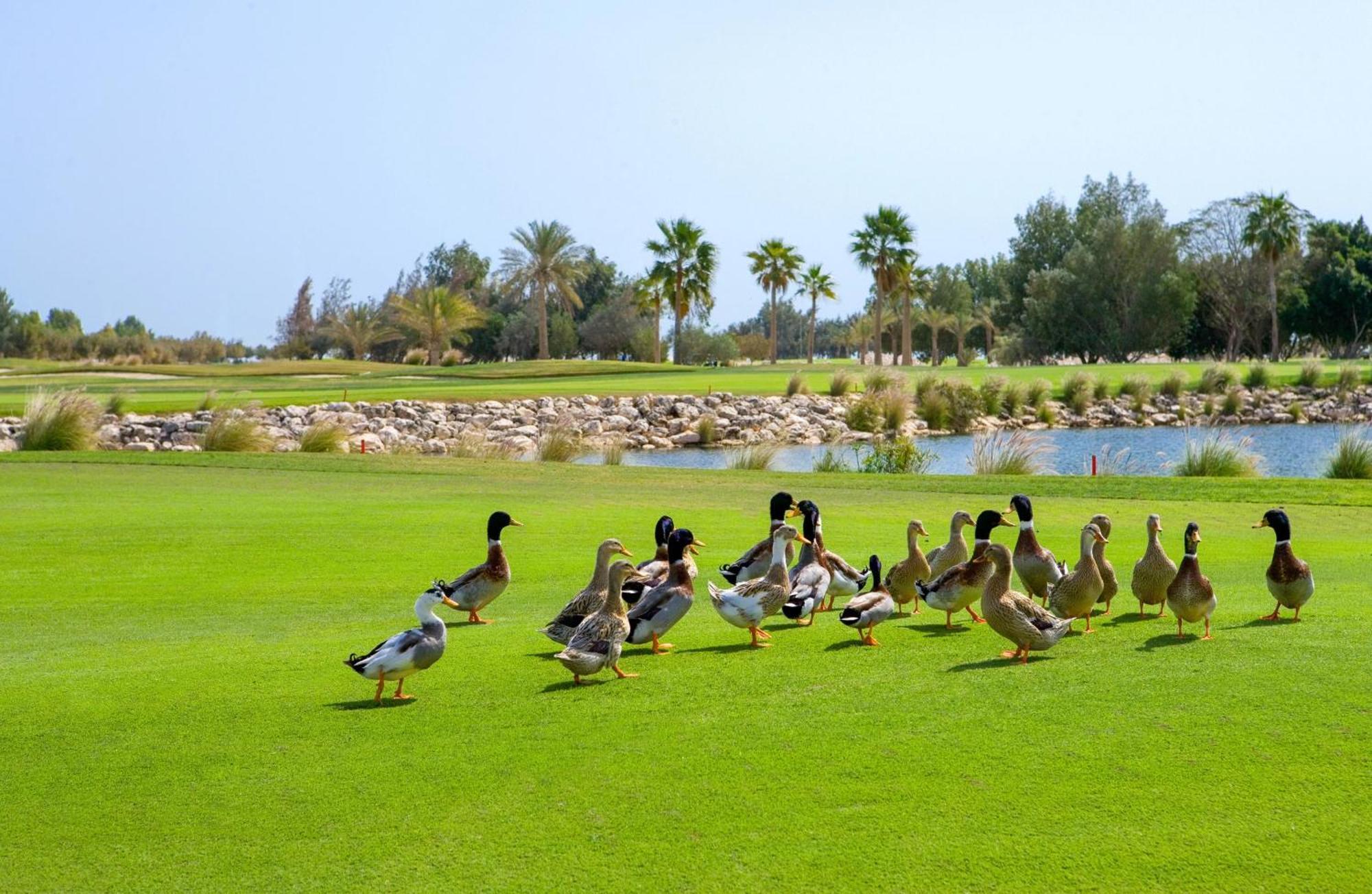 Velero Hotel Doha Lusail Exteriér fotografie Ducks at the golf course